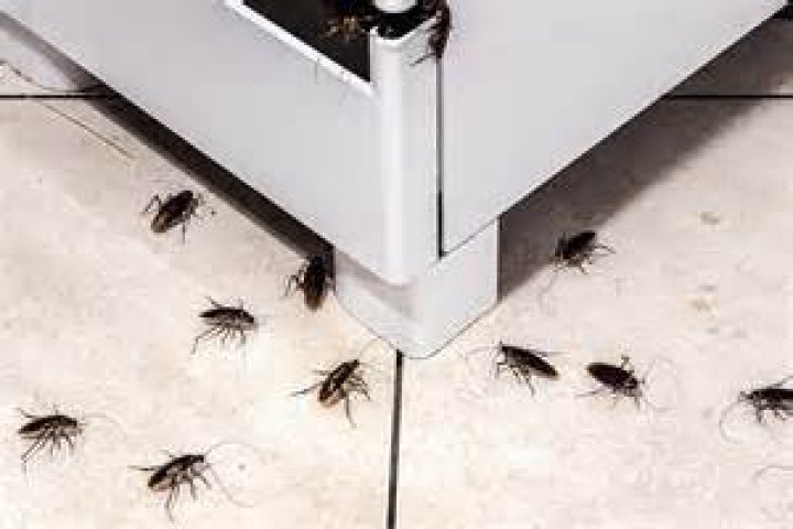 How do you seal an apartment with roaches?