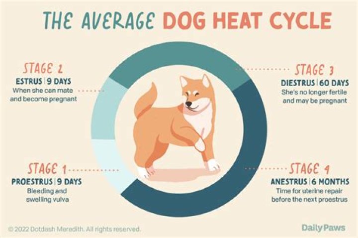 How do you take care of a dog in heat?