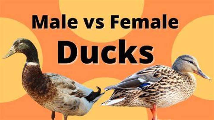 How do you tell the difference between a male and a female rat?