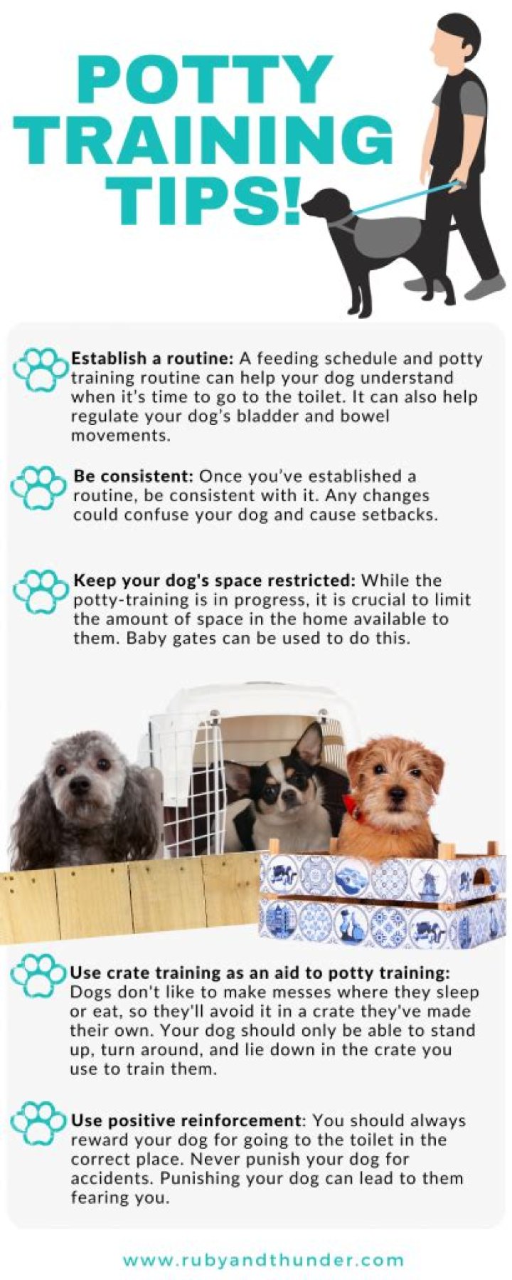 How do you toilet train a dog?