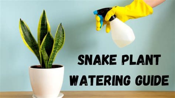 How do you water a snake plant?