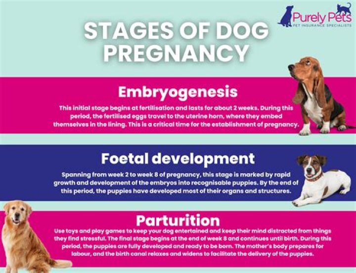 How long are werewolves pregnant for?