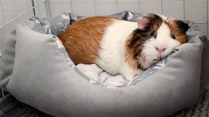 How long do guinea pigs sleep?