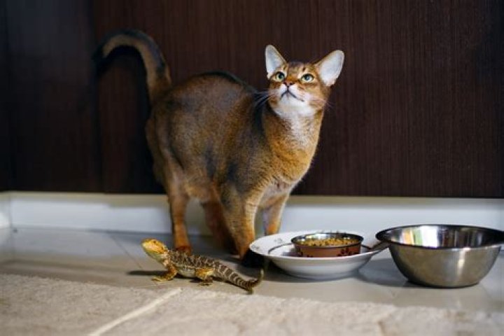 How long does it take for a cat to pass an object?