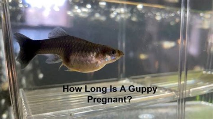 How long is a guppy pregnant?