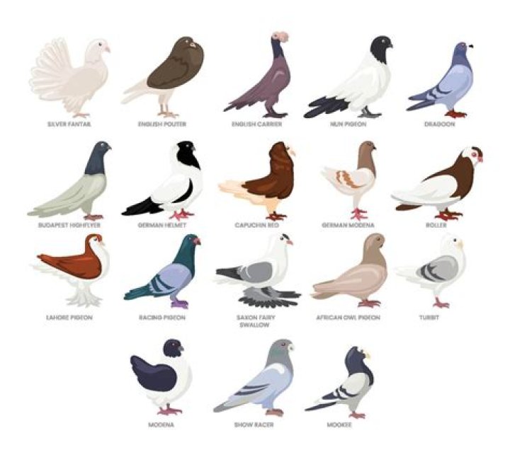How many varieties of pigeons are there?
