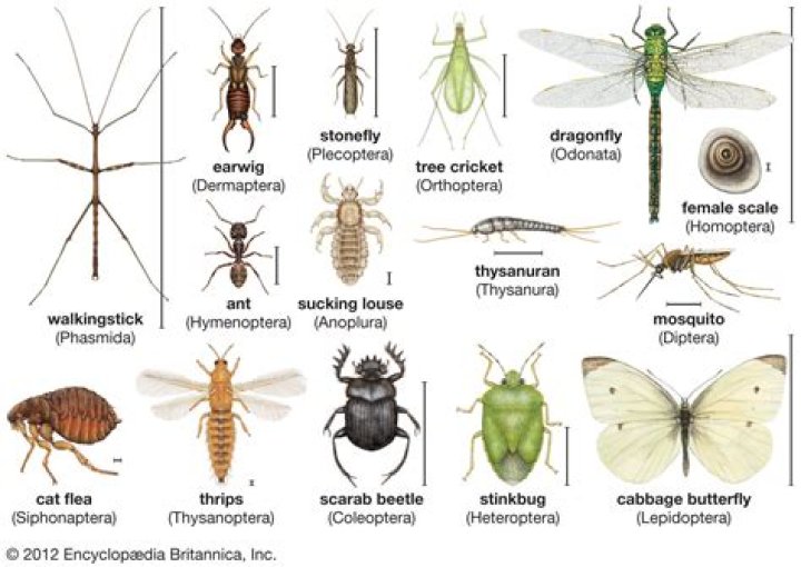 How many wings do insects have?