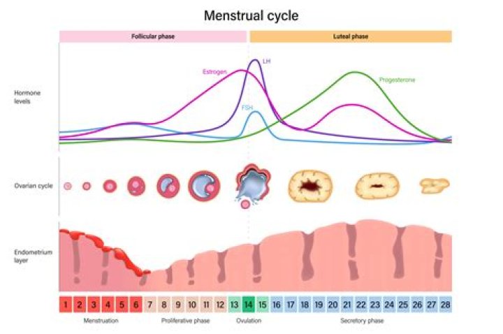 How often should I cycle?
