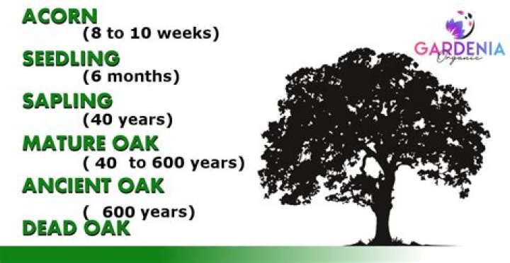 How tall will an oak tree grow in 10 years?