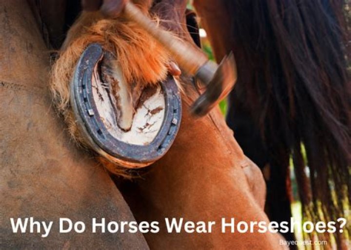 How well do horses see at night?