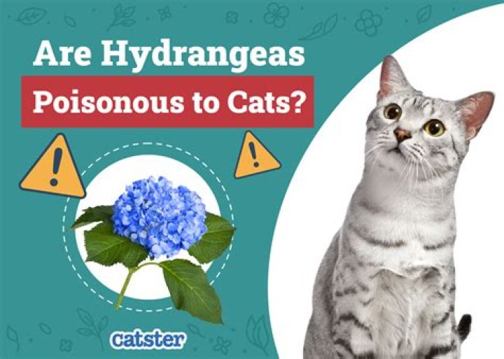 Is cats saliva poisonous?