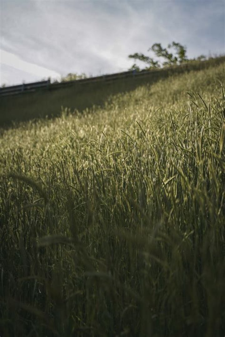 Is it better to pull weeds or mow them?