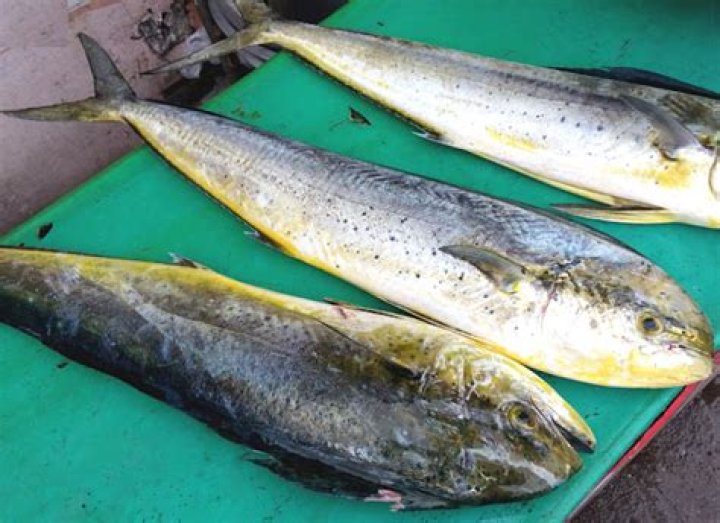 Is mahi-mahi a Mercury?