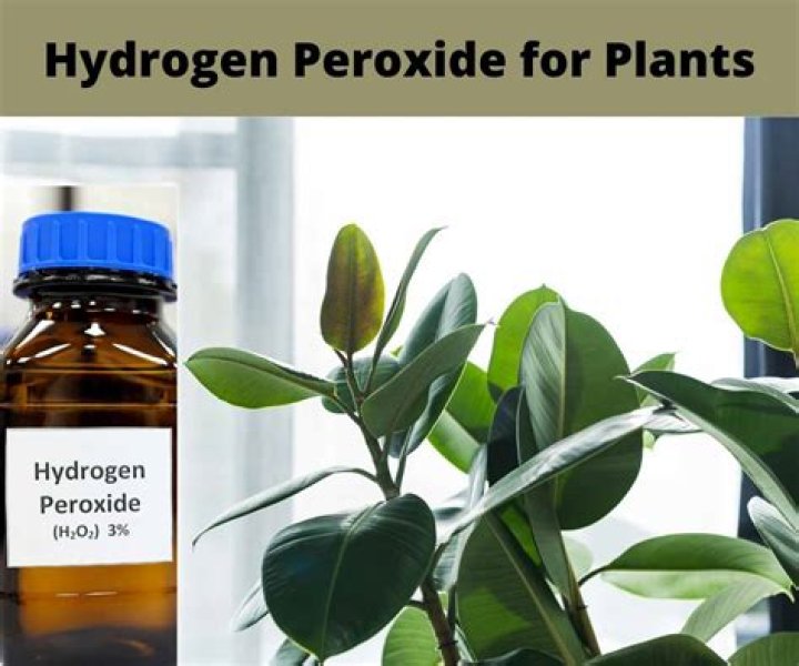 Is peroxide bad for plants?