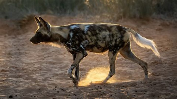 Is the African wild dog related to the wolf?