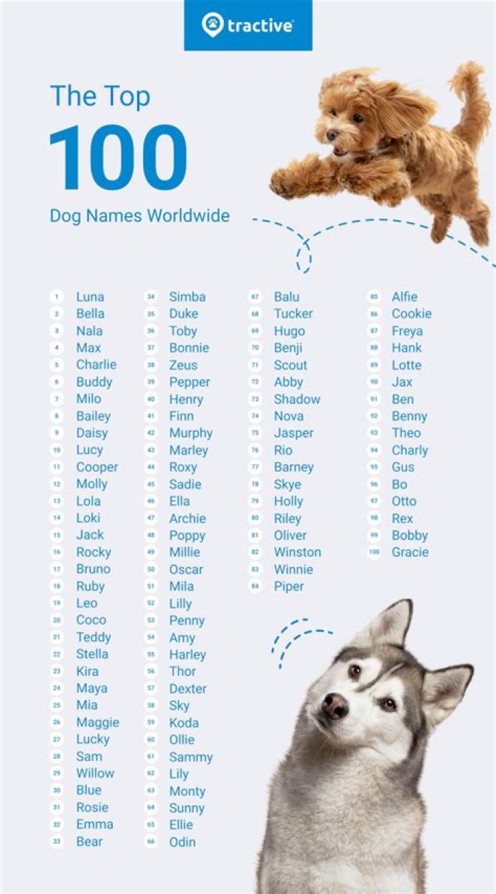 Is Zelda a good dog name?
