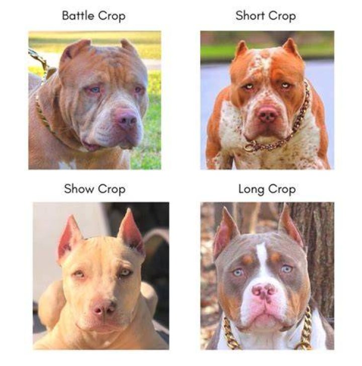 Should I crop my pitbulls ears?