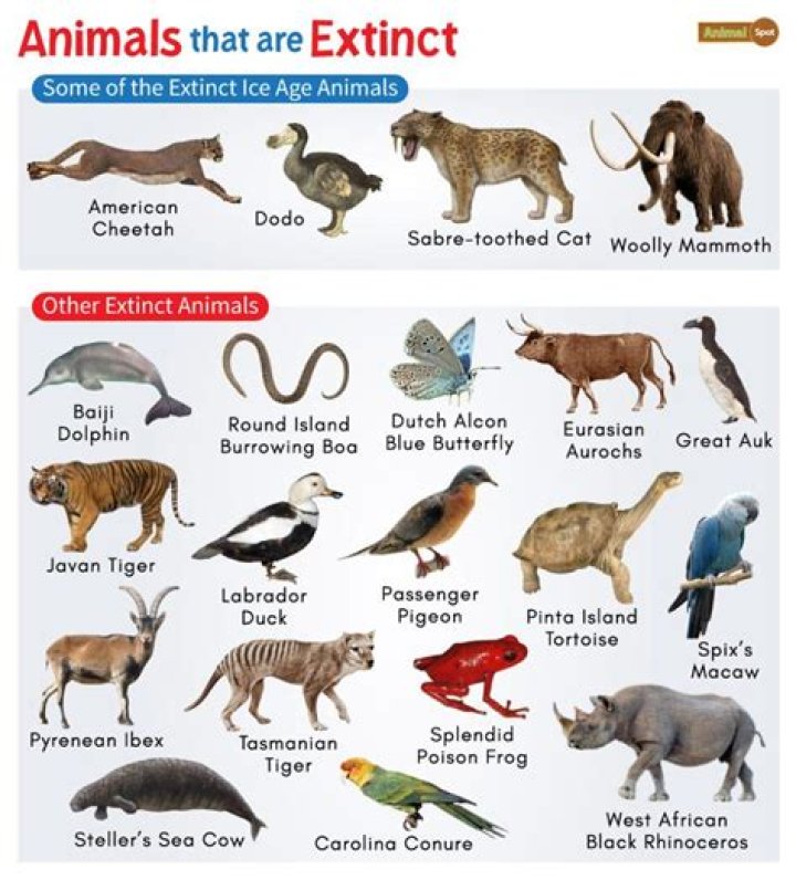 What animals do not like owls?