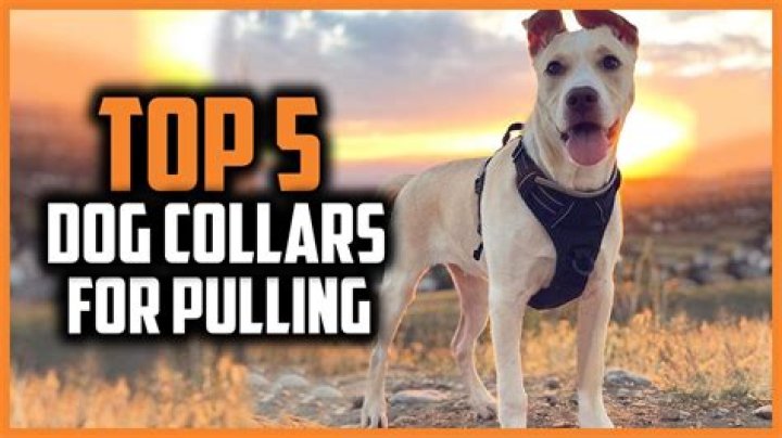 What collar is best for a pulling dog?