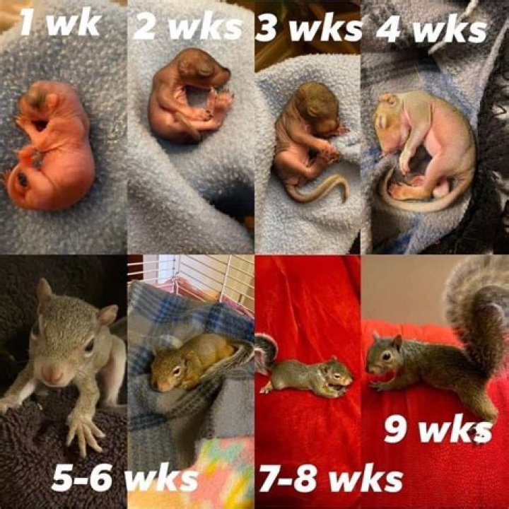What do 5 week old squirrels eat?