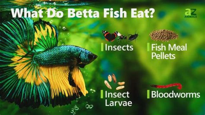 What do betta fish like?