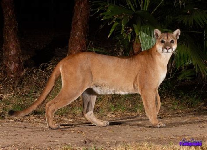 What do cougars look like?