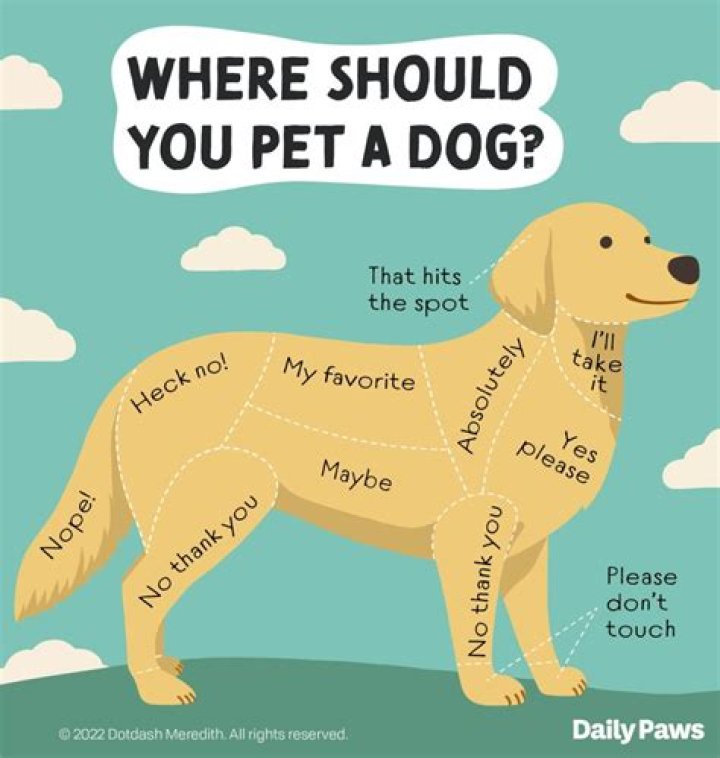 What do dogs do for blind people?
