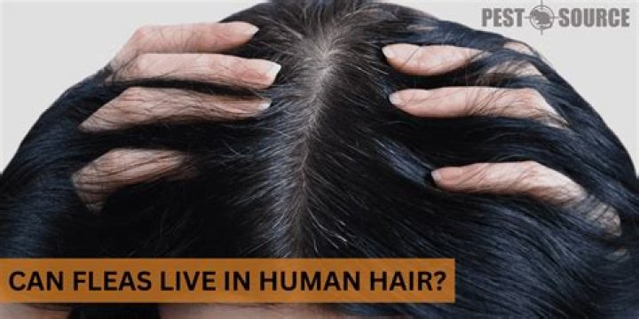 What do fleas feel like in human hair?