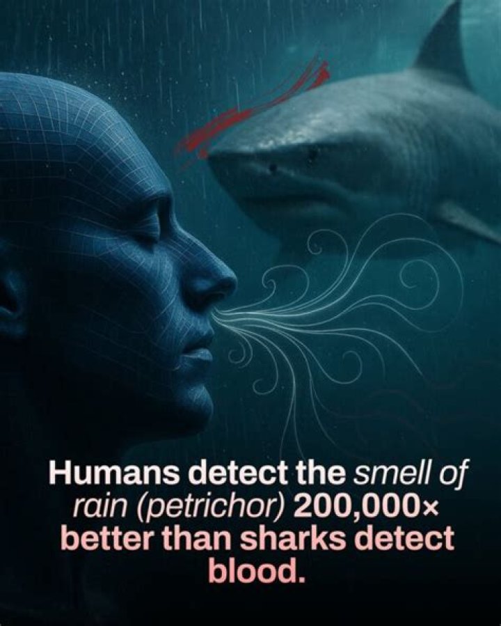 What do humans smell better than sharks?