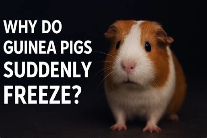 What does it mean when a guinea pig clicks?