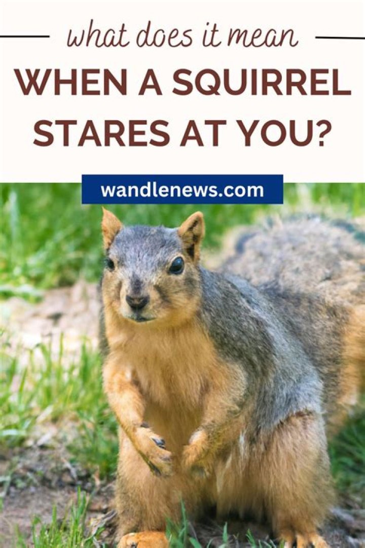 What does it mean when a squirrel crosses the road in front of you?