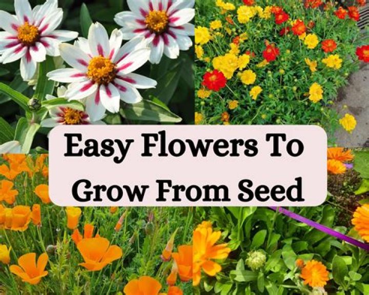What flower is easiest to grow?