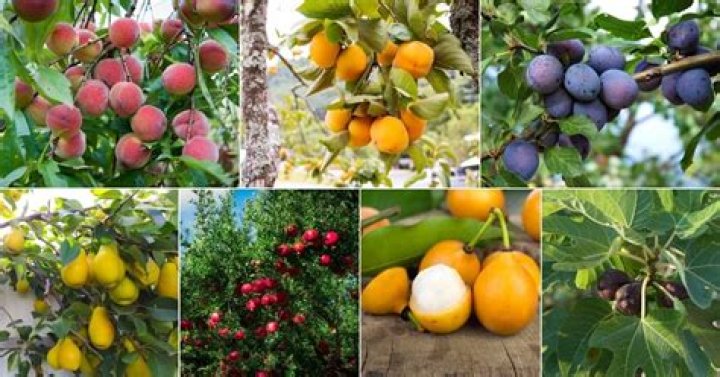 What fruit trees are native to Ireland?