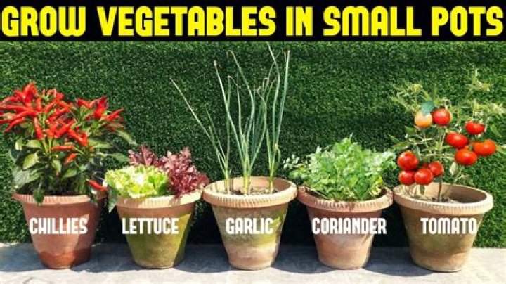 What fruits and vegetables can grow in pots?