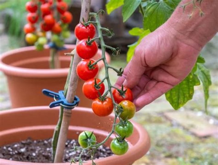 What is the most productive cherry tomato plant?