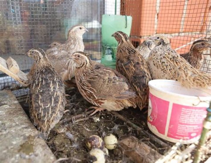 What is the price of quail eggs?