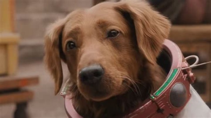 What kind of dog is grim?