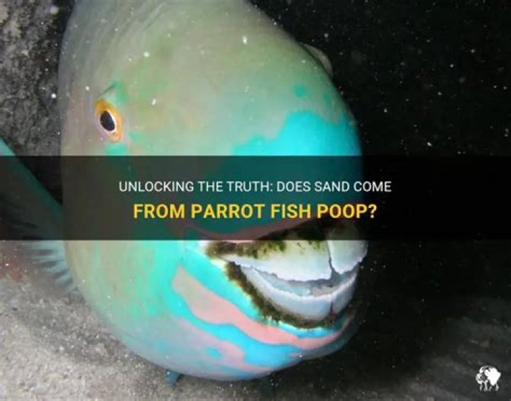 What kind of fish poops sand?