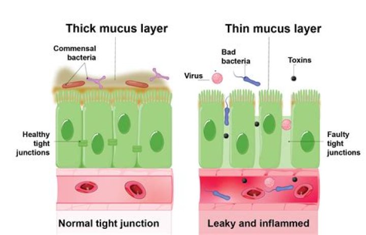 What loosens phlegm and mucus?