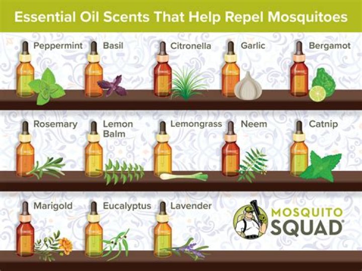 What natural scent do mosquitoes hate?