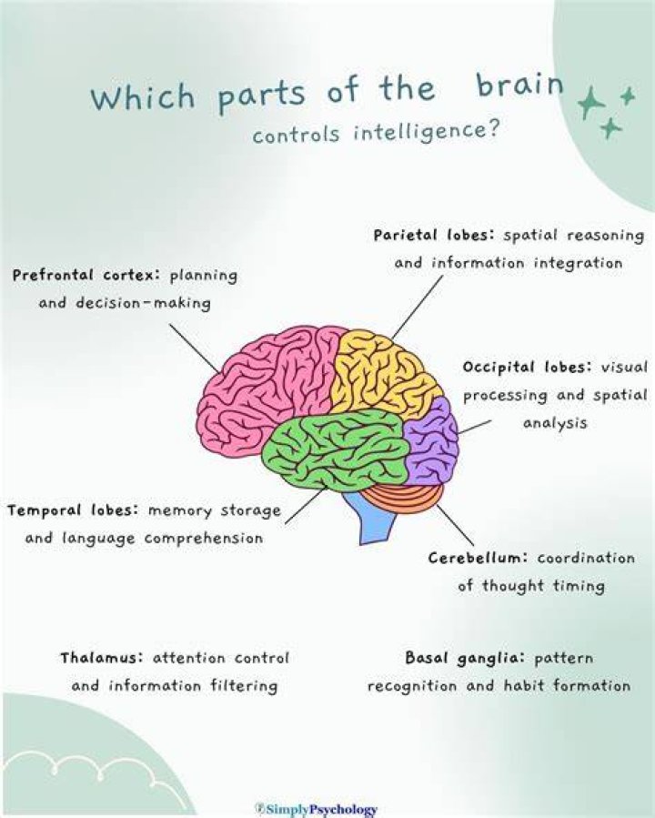 What part of the brain controls social skills?