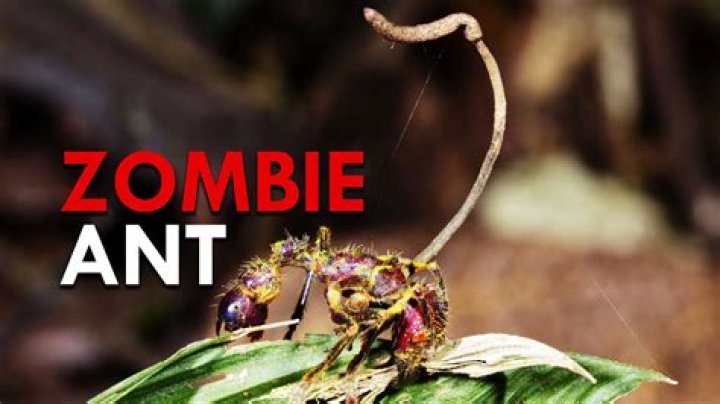 What plant turns ants into zombies?