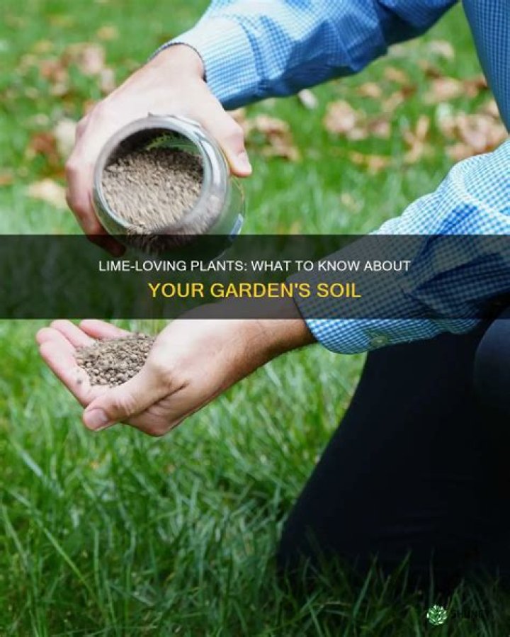 What plants need lime in soil?