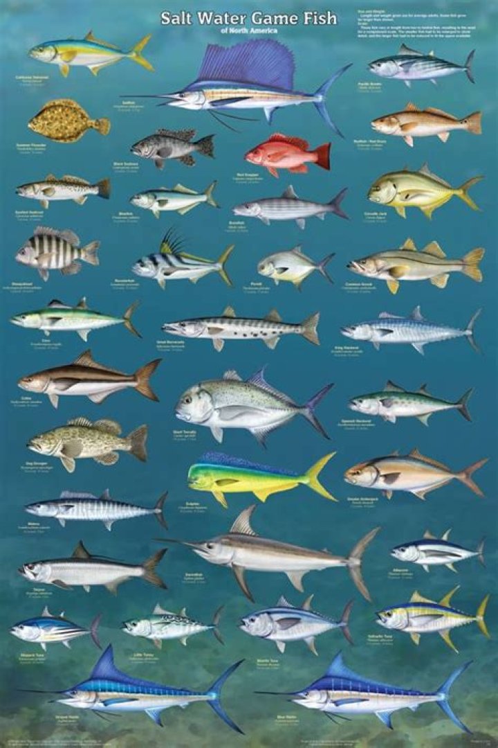 What saltwater fish can you not eat?