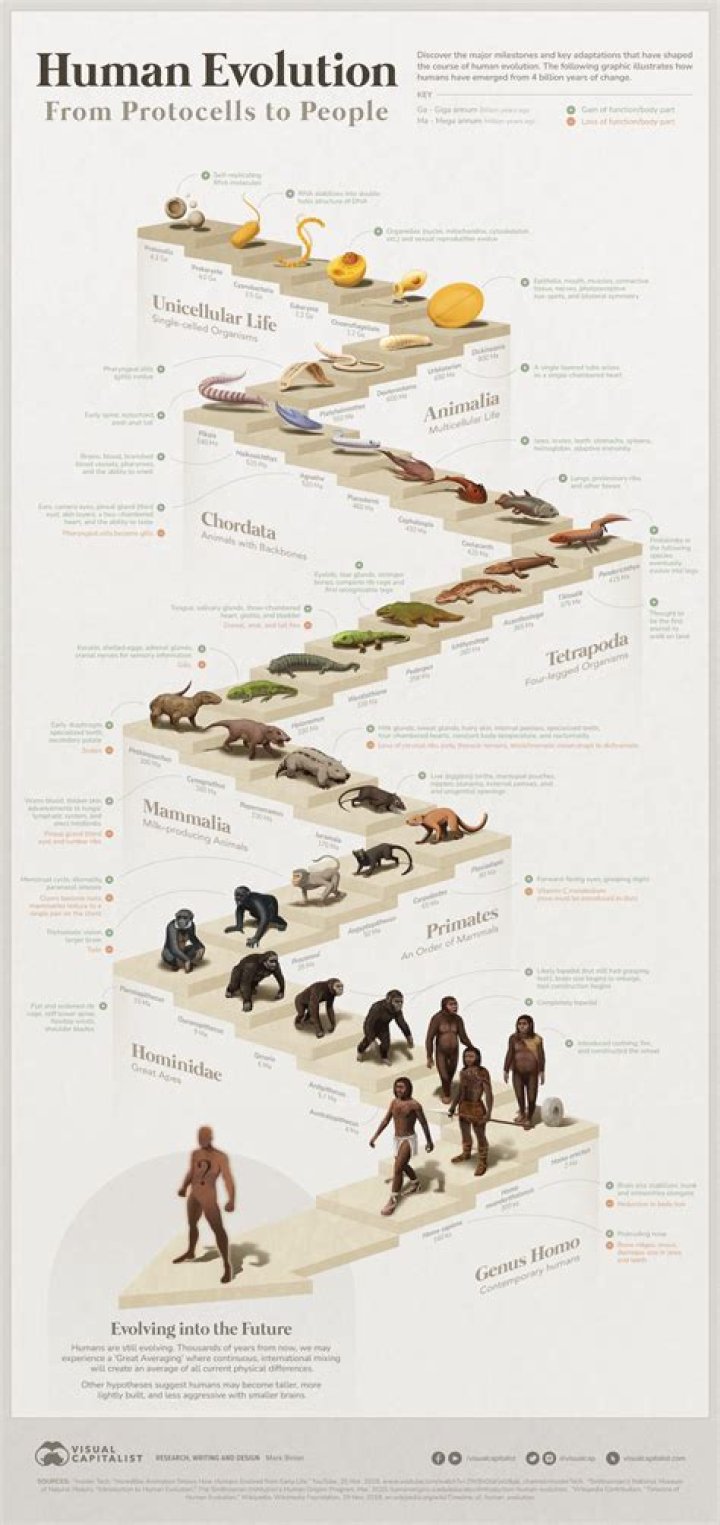 What species would replace humans?