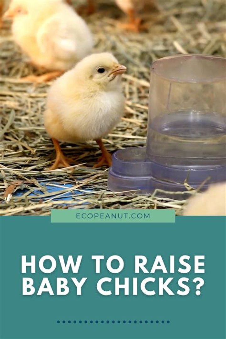 What time do chickens go in the coop?
