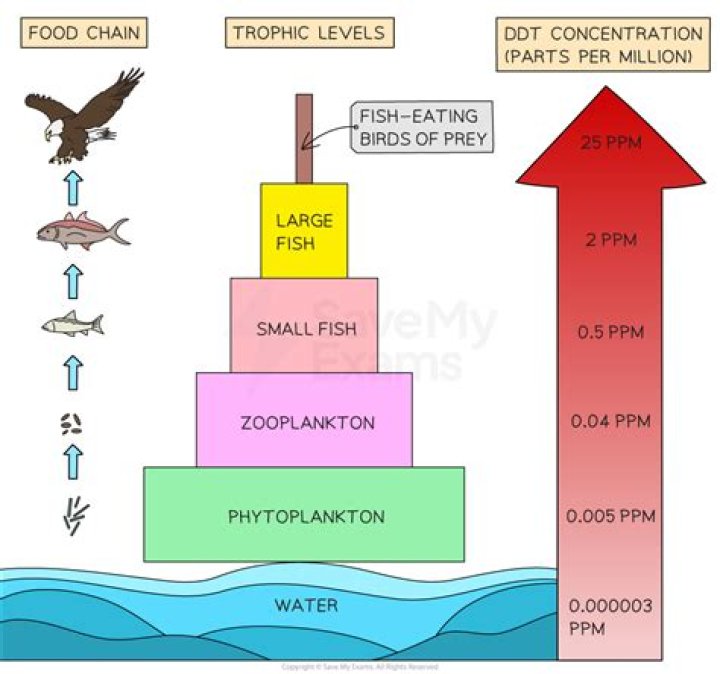 Which of the following trophic level has highest concentration of DDT?