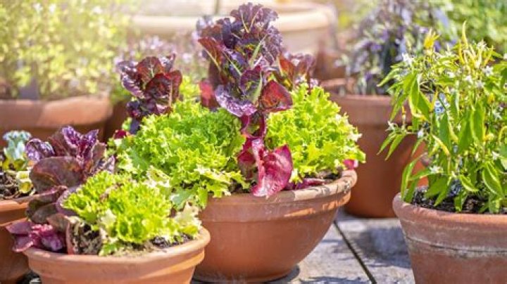 Which vegetables are easy to grow at home in pots?