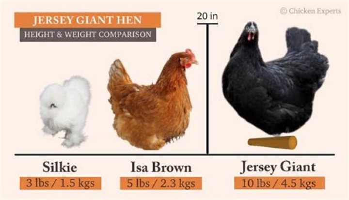 Who is the biggest chicken producer in the United States?