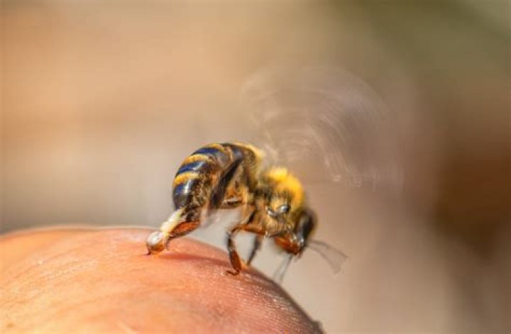 Why are killer bees so aggressive?